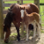 Gypsy's Foal