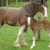 Freda's Foal